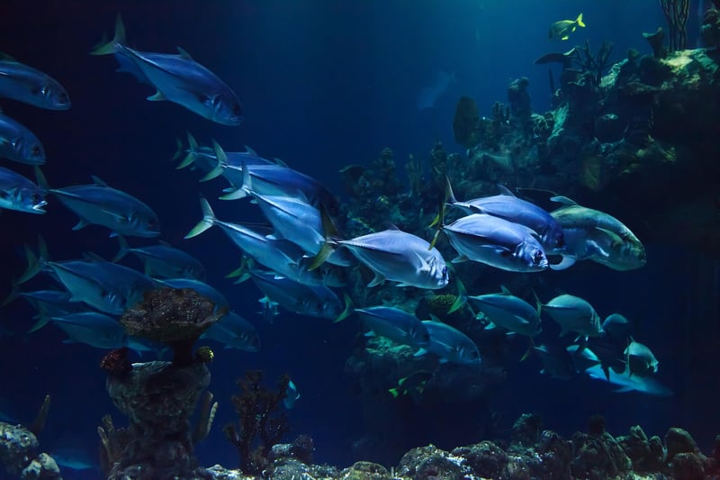 Underwater Coral Reef